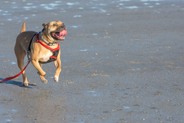 Happy mixed breed dog running on the beach with her tongue out