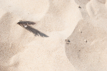 Small bird feather on sandy beach