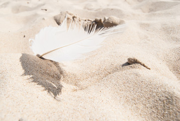 Small bird feather on sandy beach