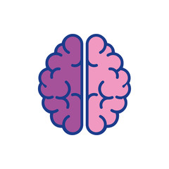 brain organ icon over white background . colorful desing. vector illustration