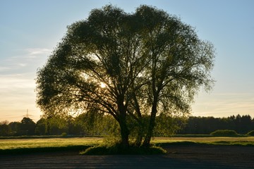 Sunset with a natural deciduous tree on field agriculture.