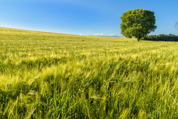 Obraz premium Big tree in a wheat field