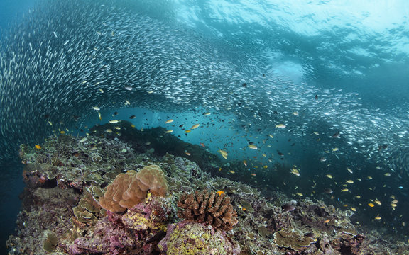 Barriera Corallina