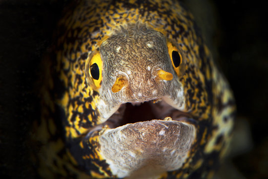 Murena