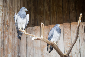 Fototapeta premium Chilean blue eagle - Geranoaetus melanoleucus.