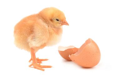 Chicken on a white background