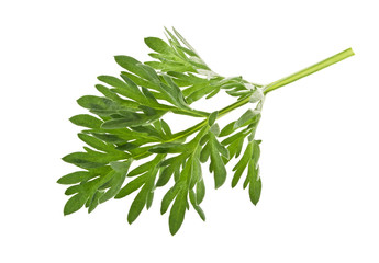 Single sagebrush leaf isolated on a white background