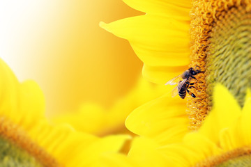 Bee collects nectar from a sunflower flower on orange background.