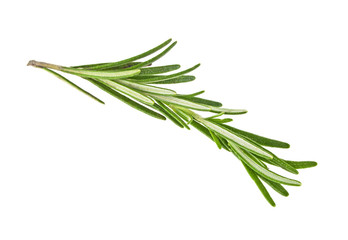 Fototapeta premium Twig of rosemary on a white background
