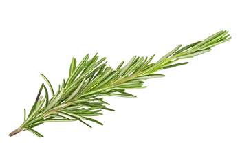 Fresh green sprig of rosemary isolated on a white background