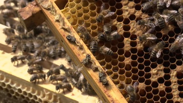 Bienenvolk mit Waben