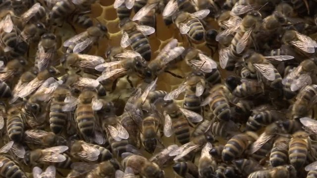 Bienenvolk mit Waben