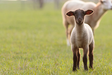 Lamb