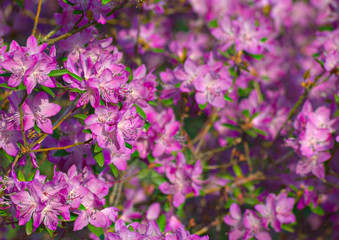 Rhododendron ledebourii, a plant from the family Ericaceae