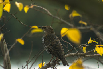 A beautiful Turdus philomelos pertched on a Lichen covered branch.