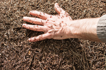 Men hand lies in the anthill and ants running around on it
