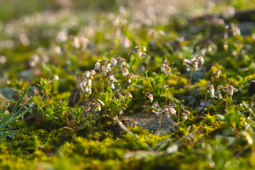 Spring grass at edge of street on sun day