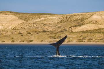 Right whale, Patagonia , Argentina