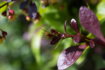 Macro berberis