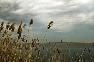 Naklejki  Dry cane on the lake shore