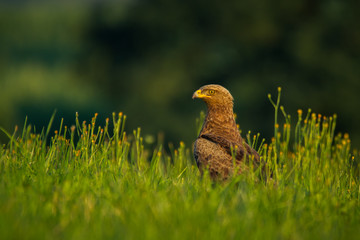 Lesser spotted eagle (Clanga pomarina) - Orlik krzykliwy - obrazy, fototapety, plakaty
