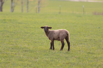 Side of Lamb