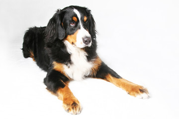 Berner Sennenhund