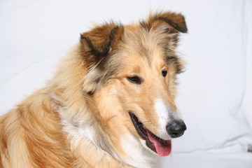 Collie - Langhaarcollie, Kopf und oberer Rumpf im Profil