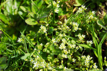 Wild plant detail of stellaria media, chickweed
