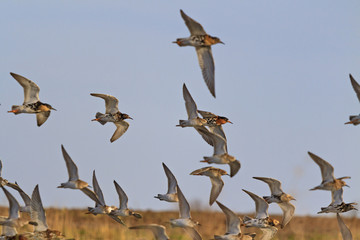 flock of sandpipers ruff ,Calidris pugnax landing on the lake