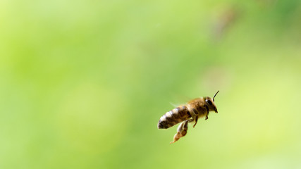 Fleiß 
