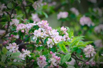 Naklejka premium apple flower