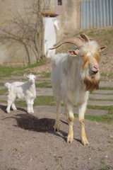 Obraz premium Male goat with long blonde hair and kid in background