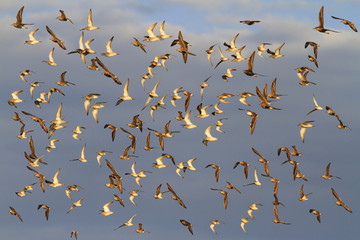 large flock of sandpipers flying in the blue sky