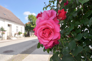 Fototapeta na wymiar Rote Rose vorm Haus, Rosenstadt Putbus auf Rügen
