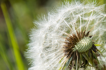 Blowball dandelion seed head flower blossom white green spring missing seeds