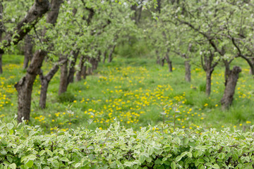 Fototapeta na wymiar Orchard on lawn with dandelions. Blurred background.