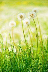 Wiese voller Pusteblumen © AVTG