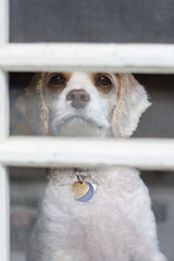 Lonely dog waits for its owner to come home
