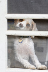 White dog tilts head and looks through screen door, asking to be let out.