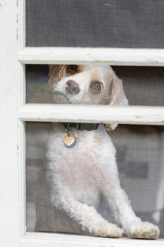 White Dog Tilts Head And Looks Through Screen Door, Asking To Be Let Out.