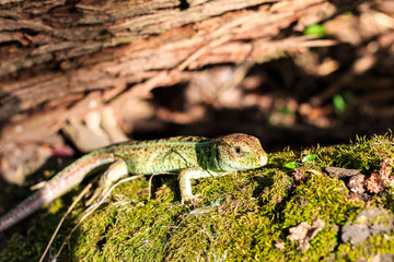 Green forest lizard sitting on a tree. Wild lizard green. Zootoca vivipara. Lacerta.
