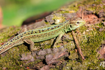Green forest lizard sitting on a tree. Wild lizard green. Zootoca vivipara. Lacerta.