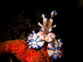 Harlequin shrimp - Hymenocera picta feeding on starfish
