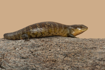 Fototapeta premium Blue Tongued Skink (Tiliqua scincoides chimaerea)/Tanimbar Blue Tongued Skink on large piece of tree bark