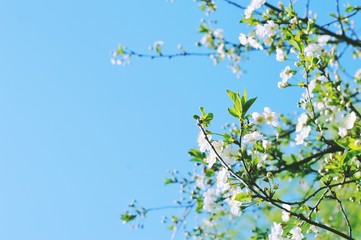 Spring tree/ Cherry blossom branch. Beautiful nature photography. Free space for text