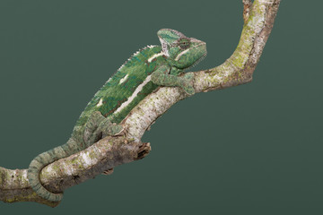 Veiled Chameleon (Chamaeleo calyptratus)/Veiled Chameleon walking along tree branch