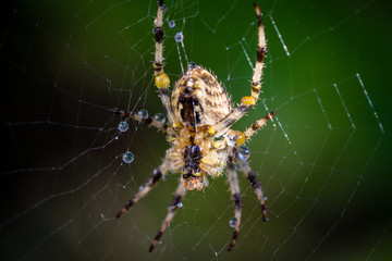 Wet Garden Spider