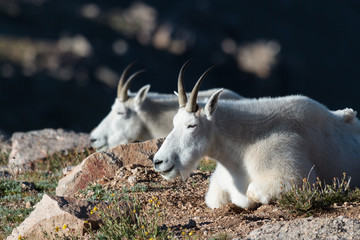 Wild Mountain Goats of the Colorado Rocky Mountains