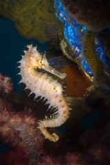 Obraz na płótnie Canvas Thorny / Spiny seahorse - Hippocampus histrix